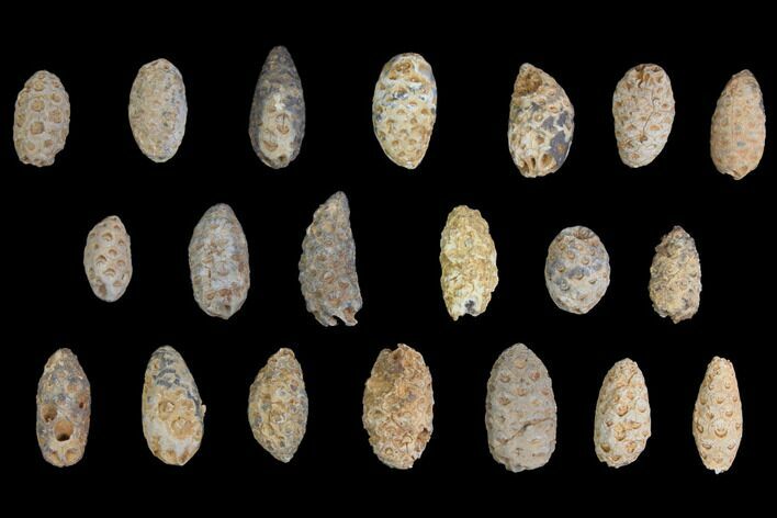 Lot: Fossil Seed Cones (Or Aggregate Fruits) - Pieces #148849